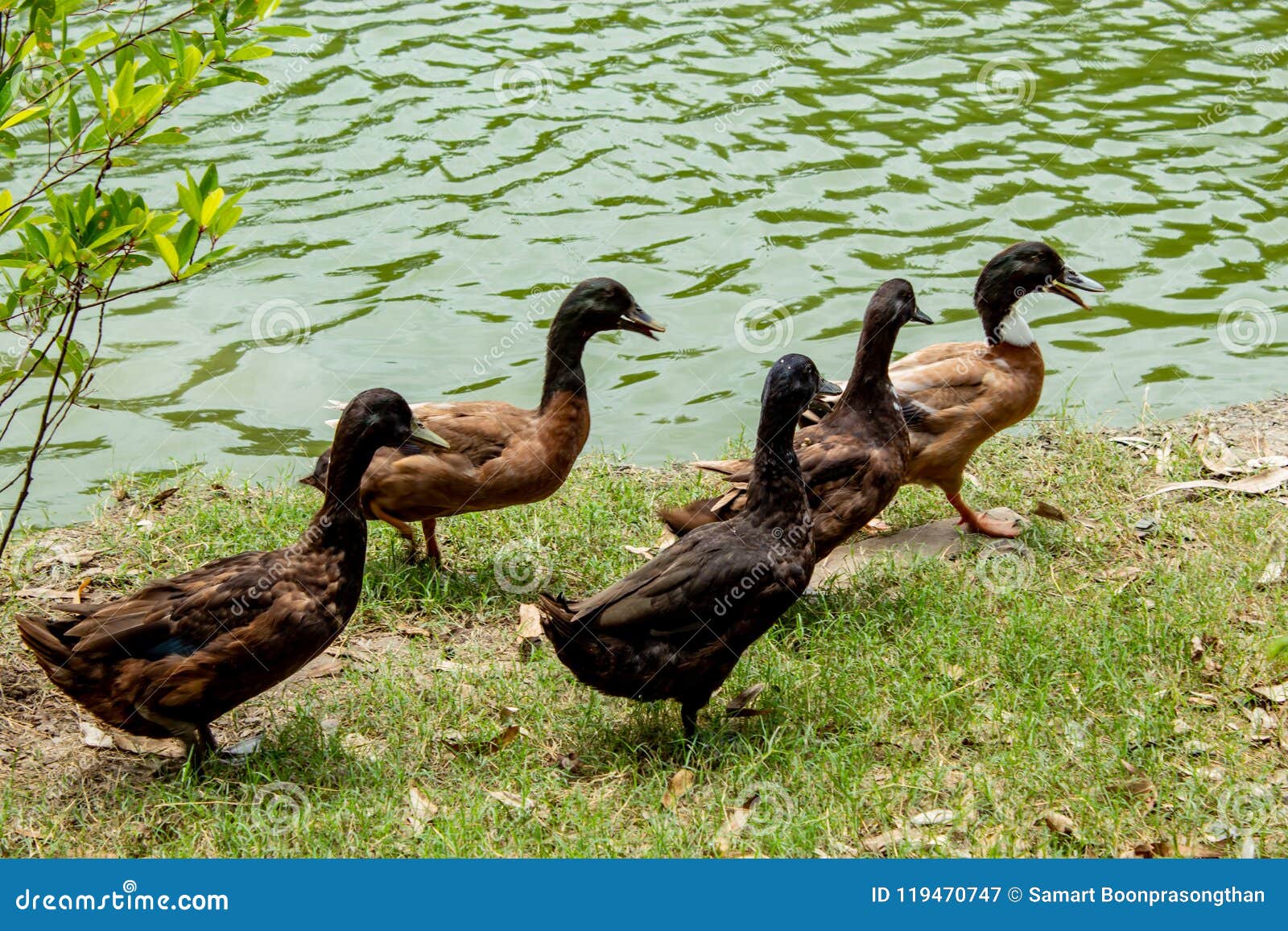 BrownEnte Geht Entlang Den Teich Stockbild Bild von gras, schnabel