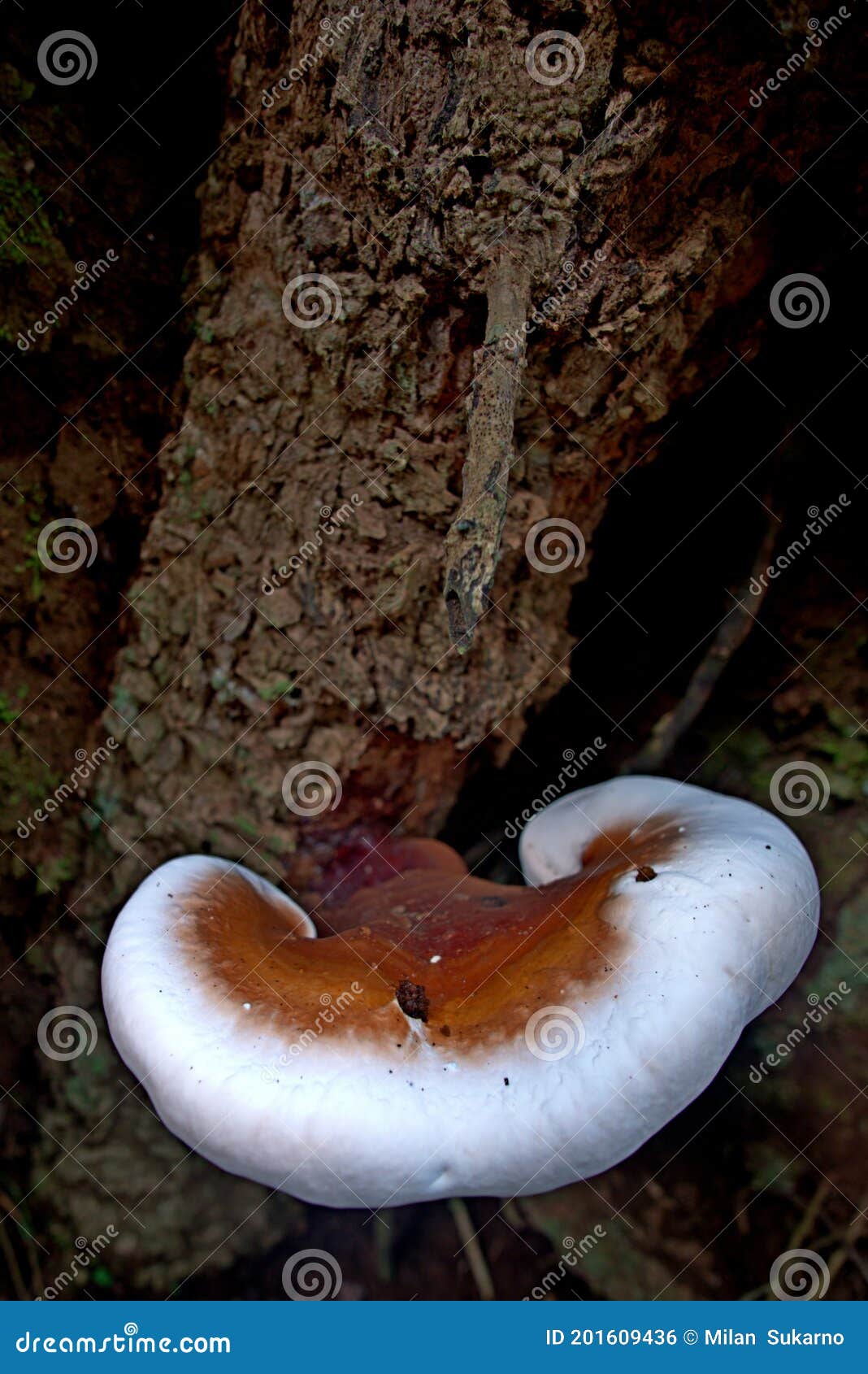 Brown Eucalyptus Mushroom Growing on Tree Trunks` Stock Photo Image