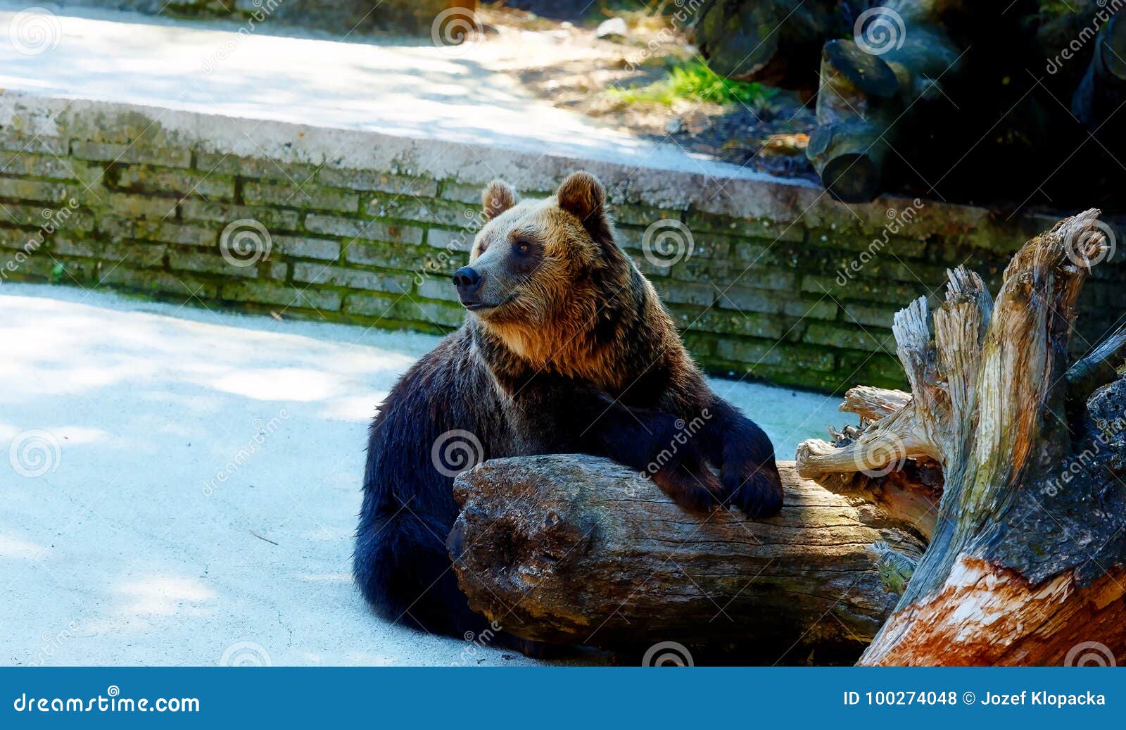 brown european bear face, ursus arctos arctos.