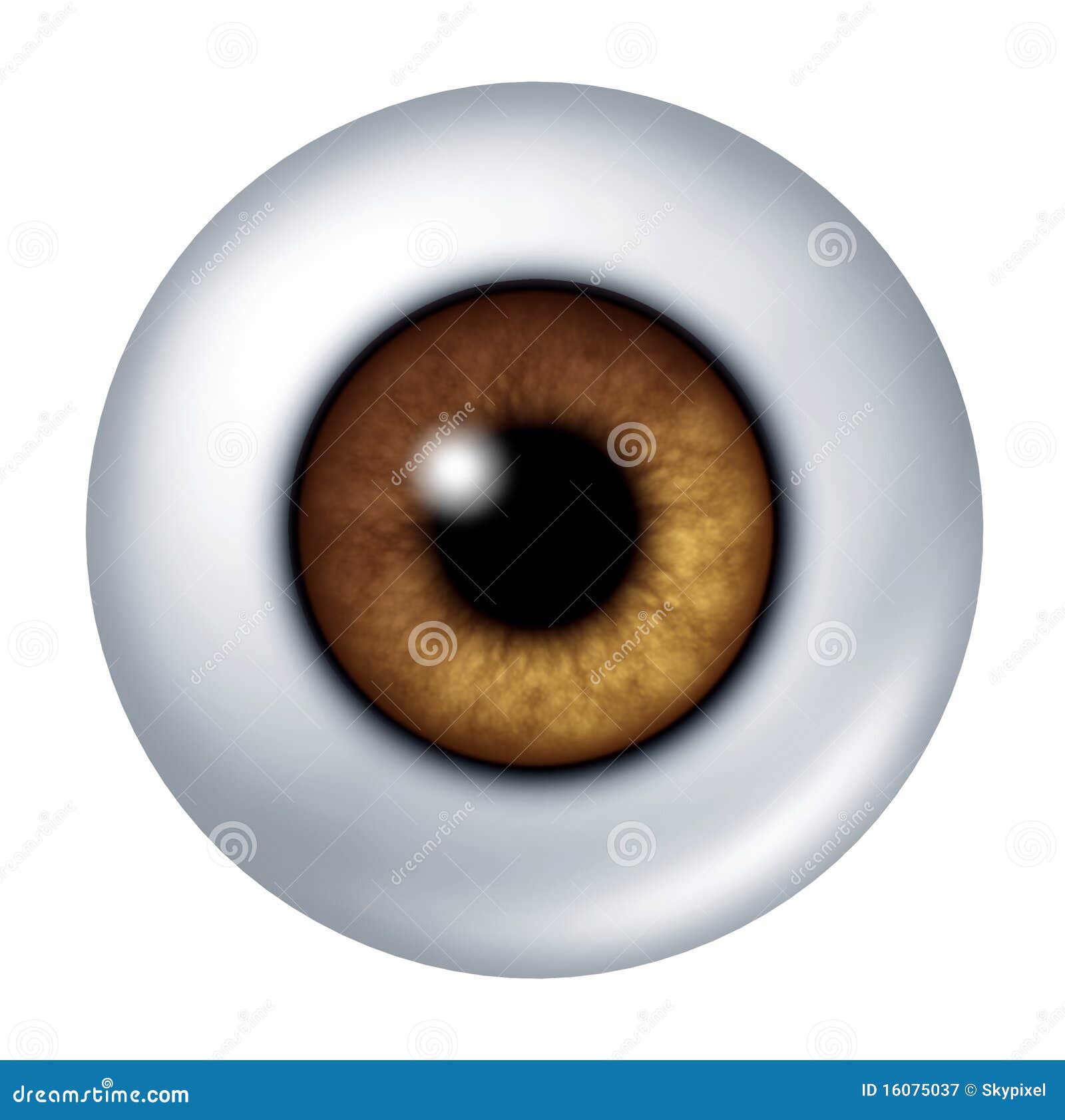 Brown eye ball stock illustration. Illustration of color 16075037