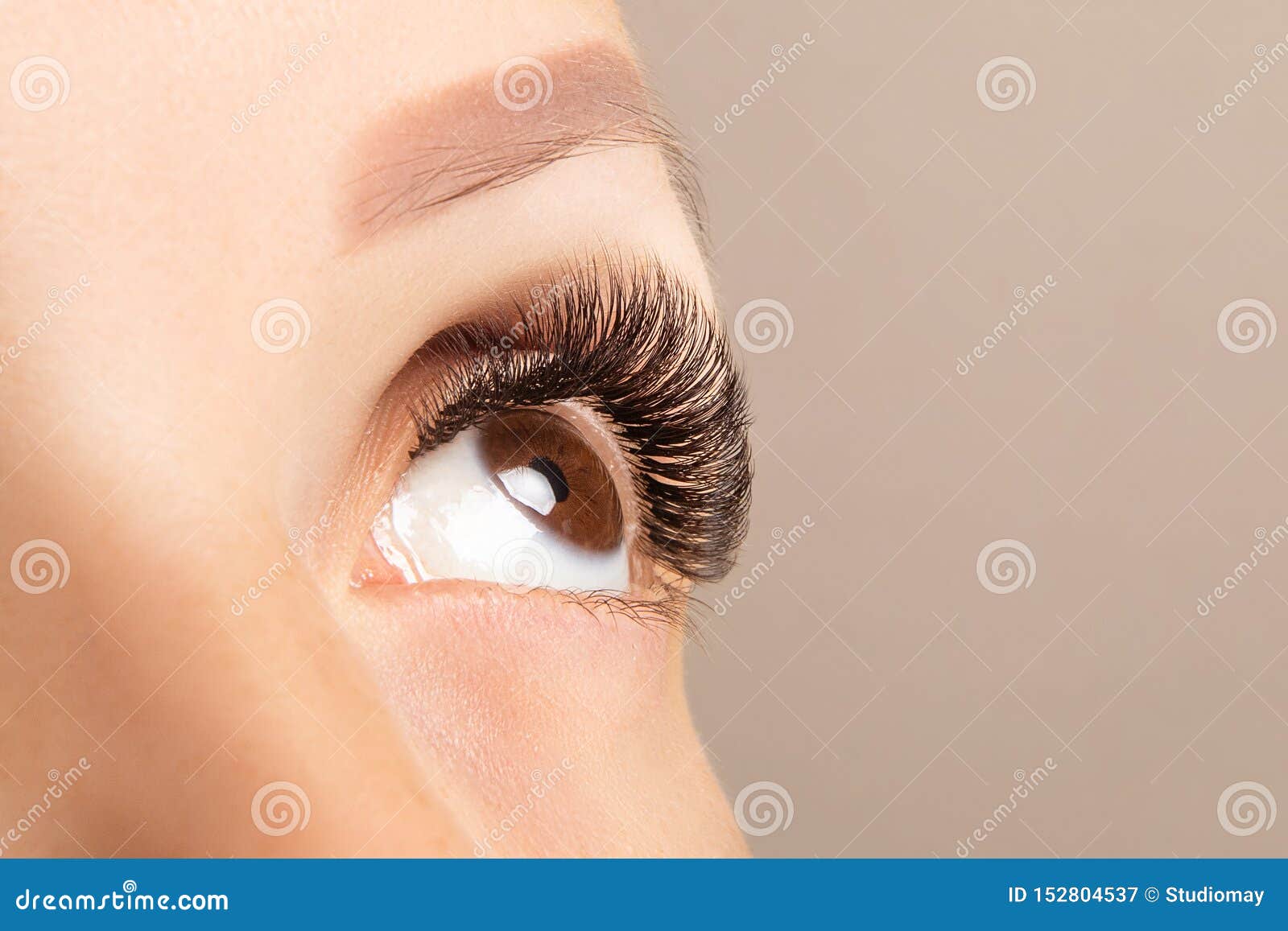 brown eye with beautiful long lashes closeup. brown color eye lash extension, 3d or 4d volume. eyelash care, lamination,