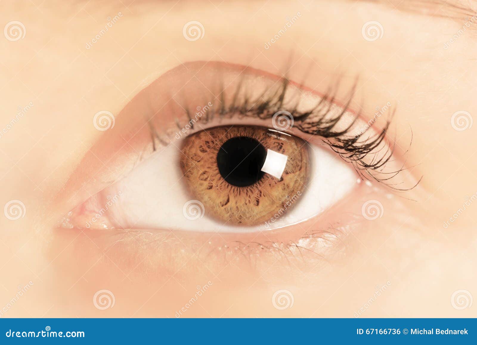 5,712 Iris Eye Brown Stock Photos Free & RoyaltyFree Stock Photos