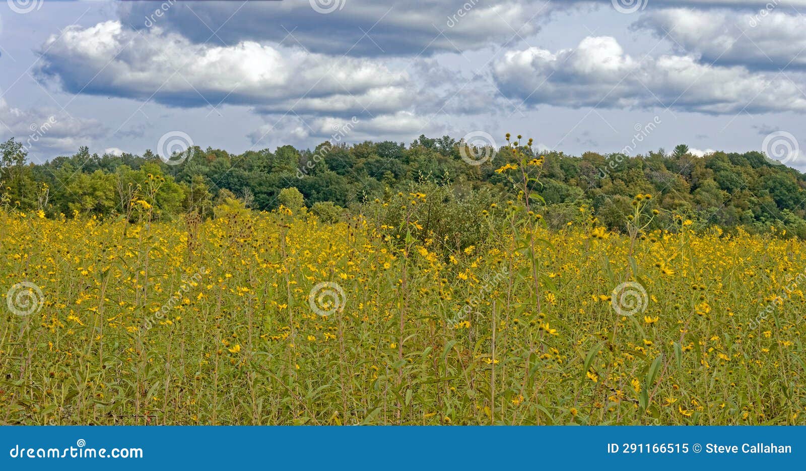 brown eyed susan flowers in meadow in late summer with rain threatening sky