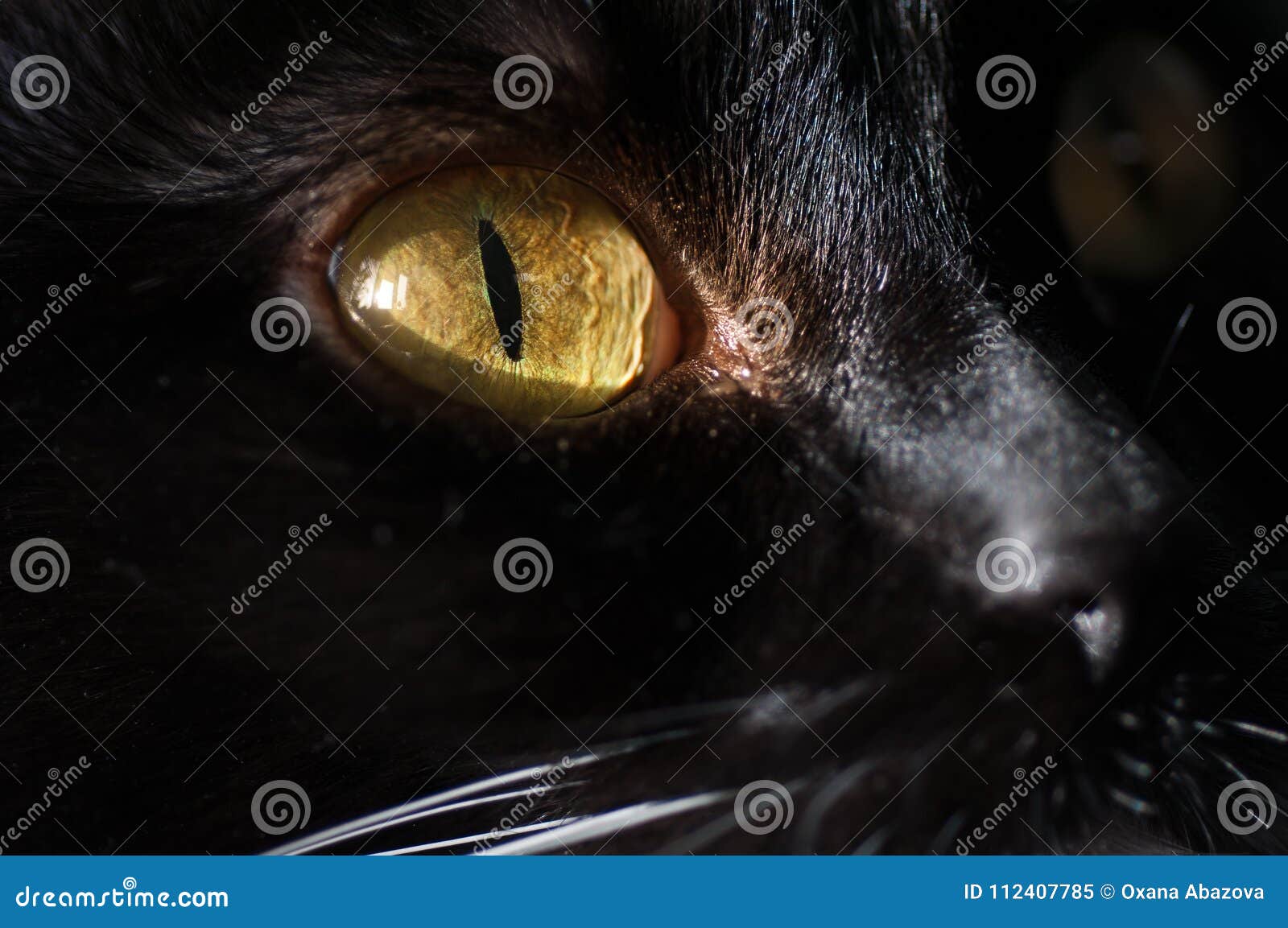 Brown eyes black cat stock image. Image of beautiful 112407785