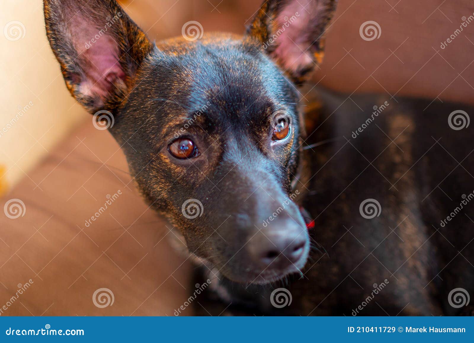 Brown eyes of young dog stock image. Image of animal 210411729