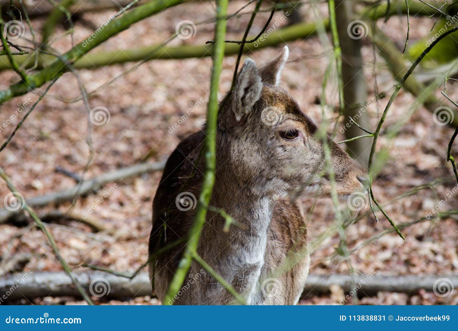 Fallow Deer Forest Spring Brown Grass Tree Leaves Stock Image Image