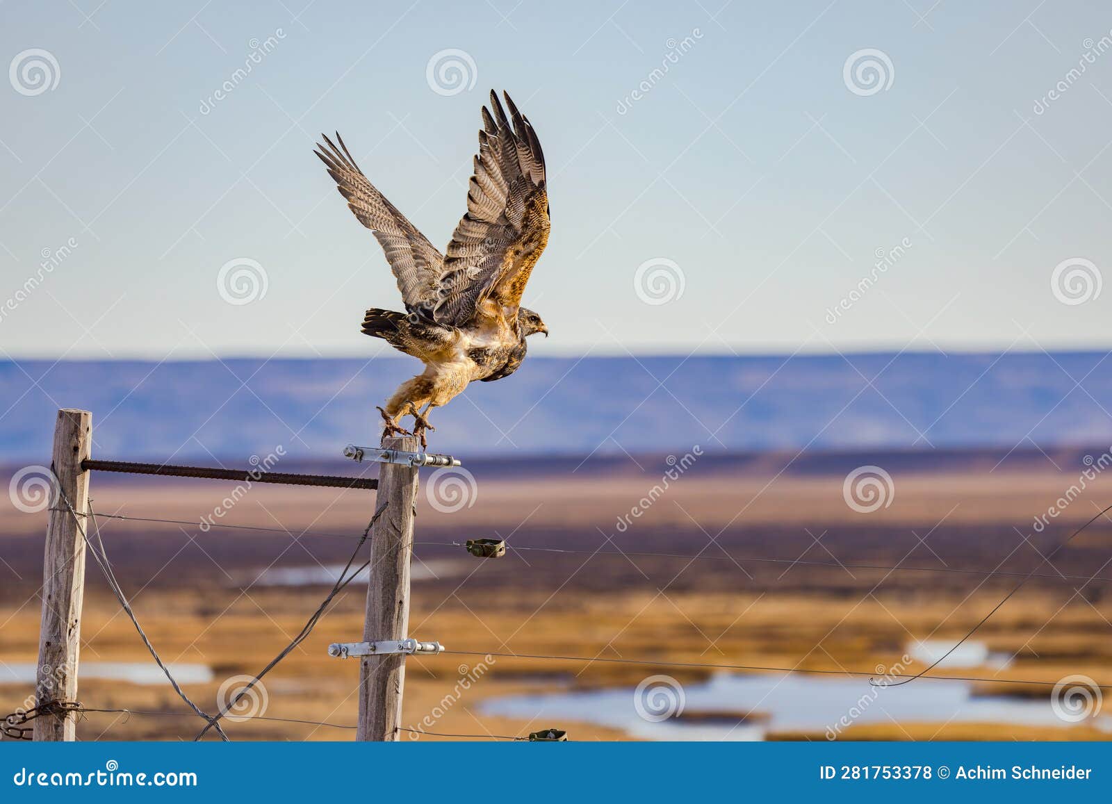 a brown feathered cordillera eagle or aguja flying away, argentina, patagonia