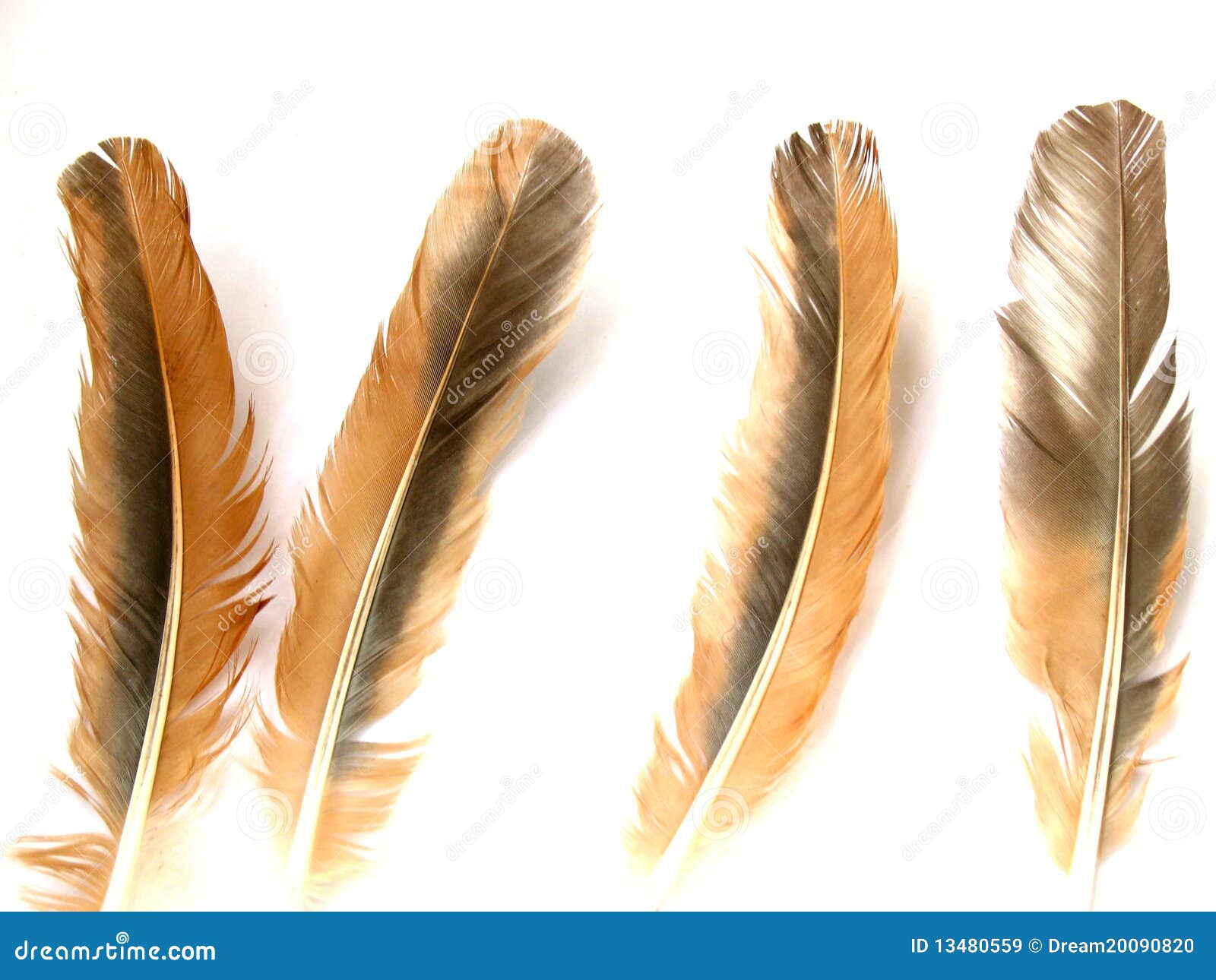 Brown feathers stock image. Image of birds, feathers 13480559