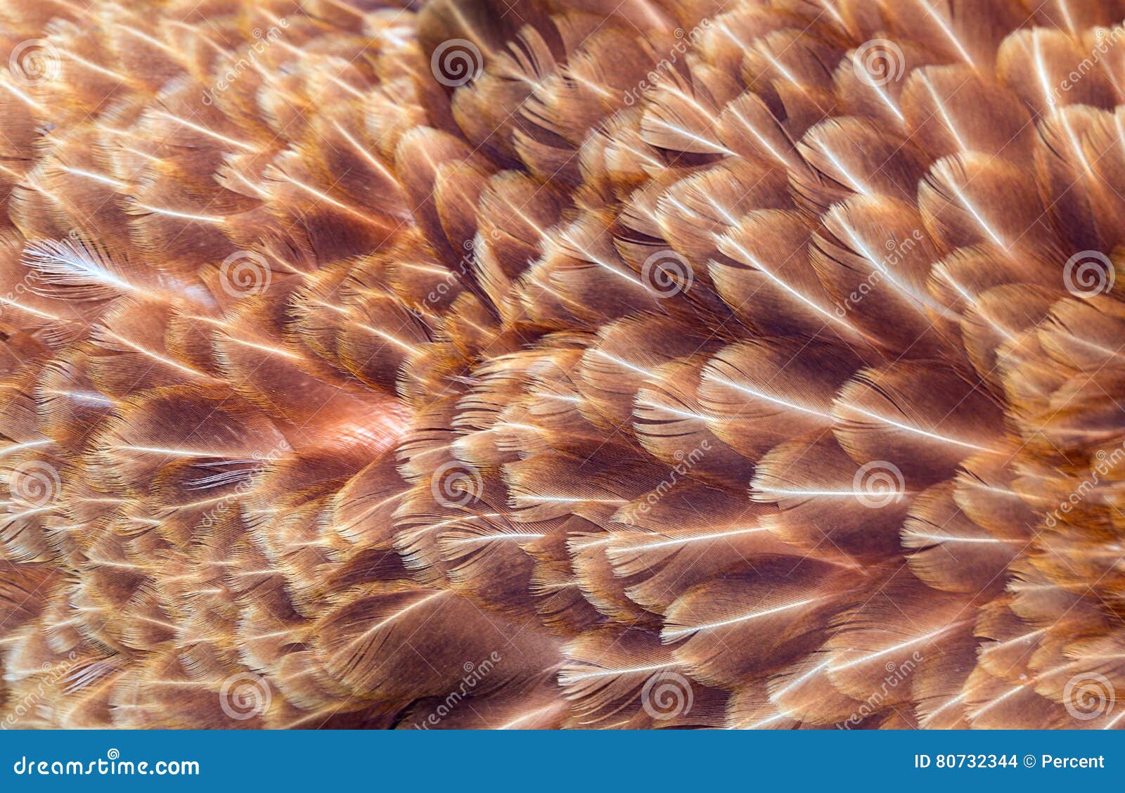 Brown feathers of hen stock photo. Image of bird, brown - 80732344