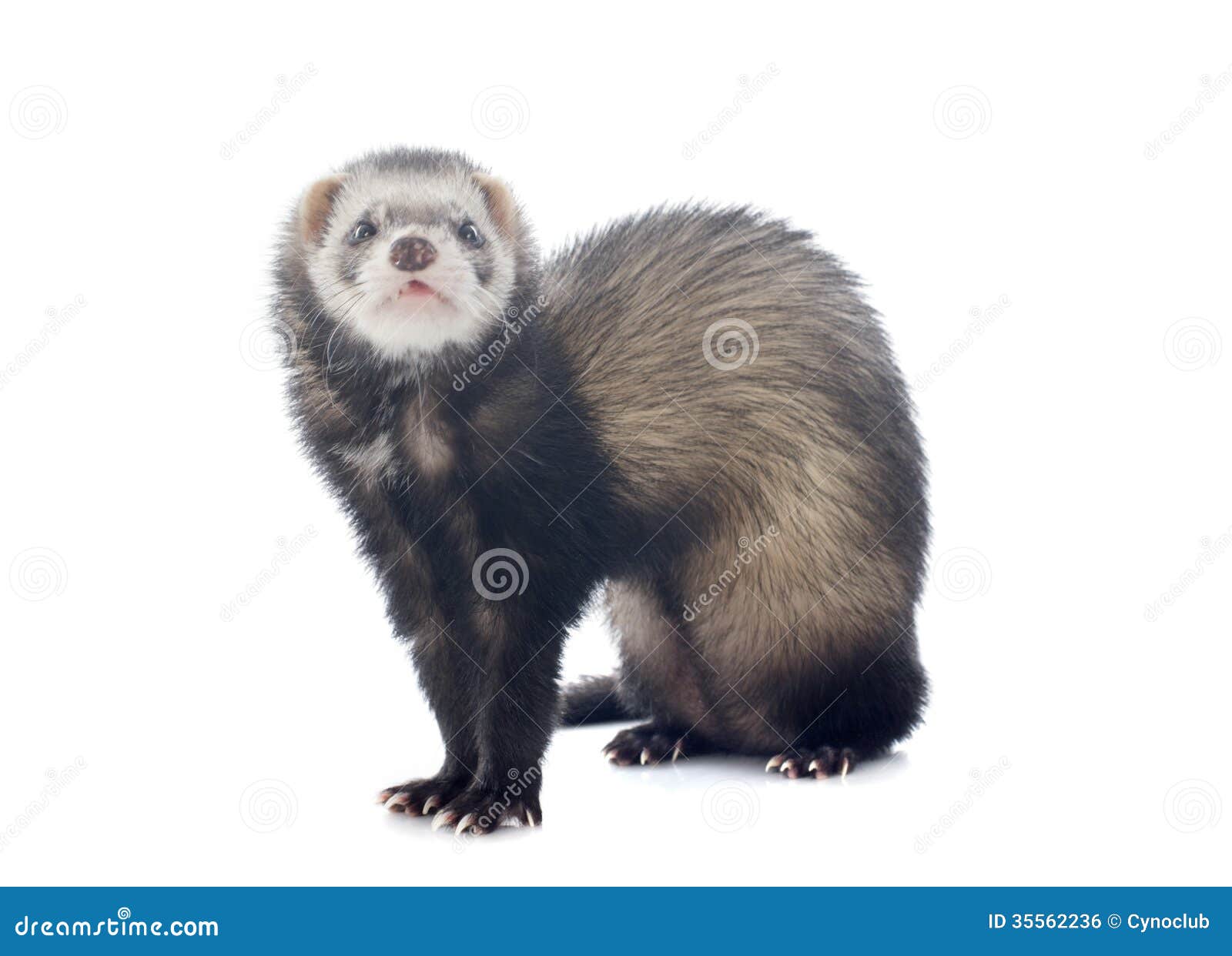 Brown ferret stock photo. Image of animal, polecat, white 35562236