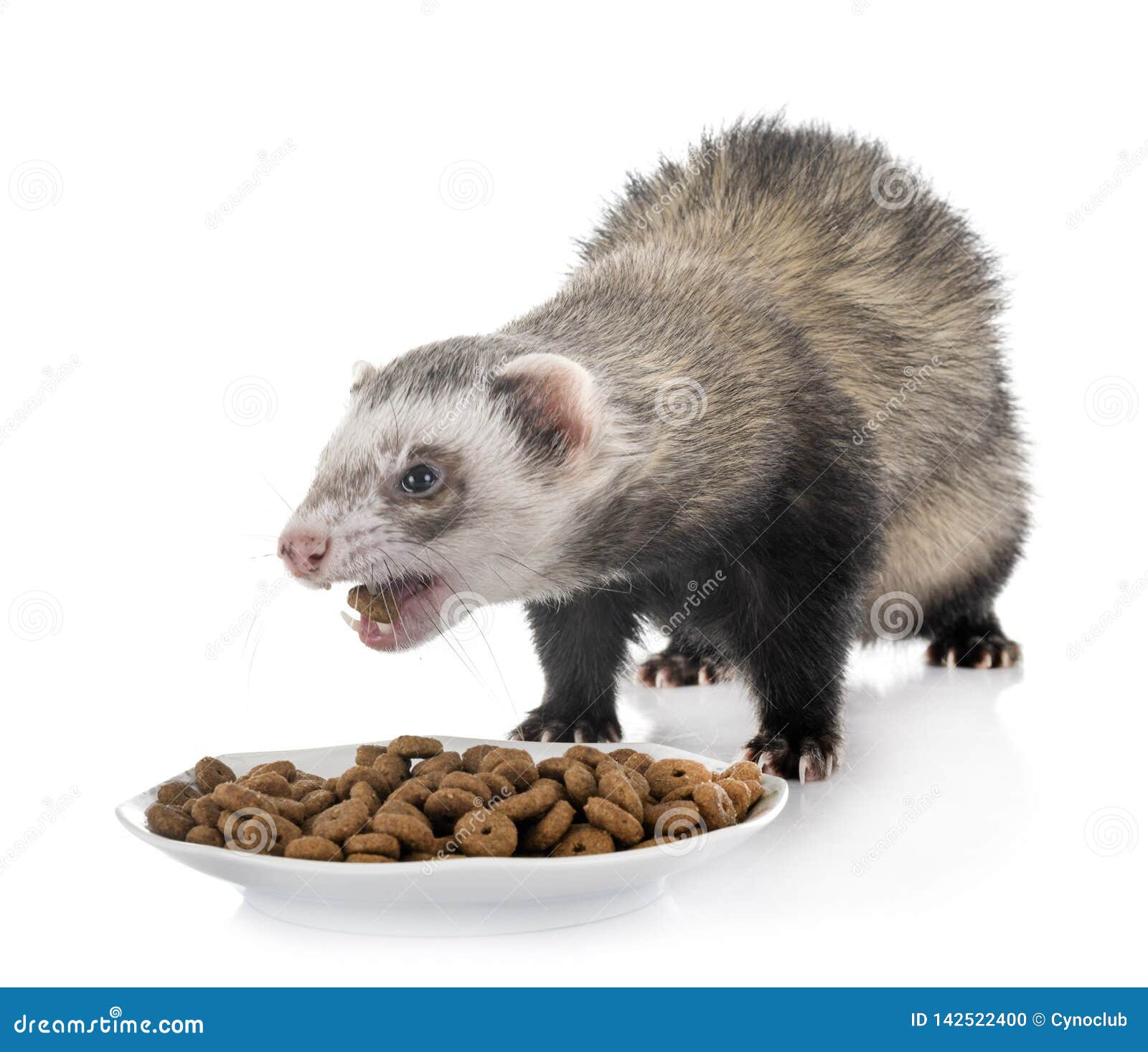 Brown ferret in studi stock photo. Image of carnivore 142522400
