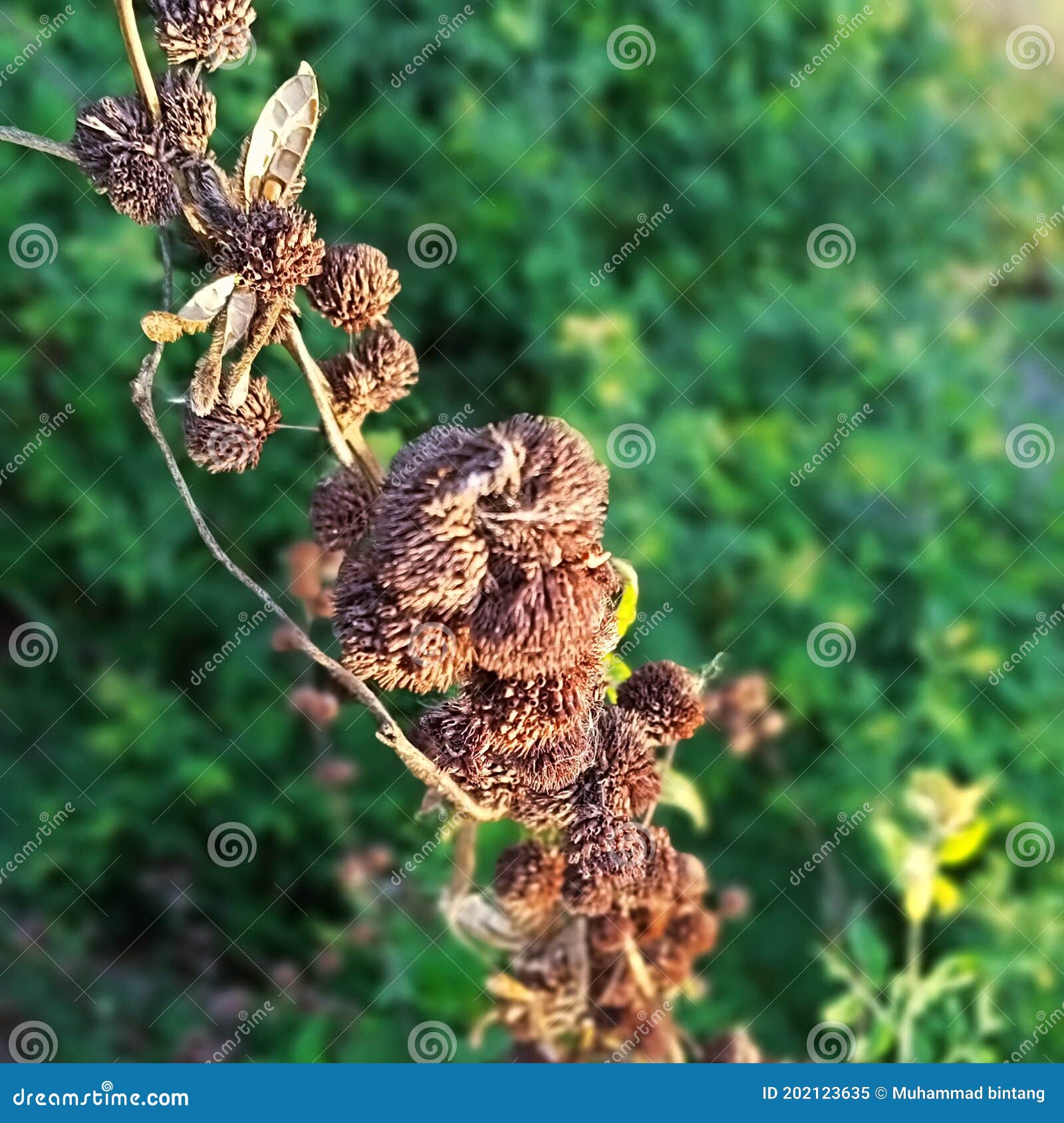 The brown flower stock image. Image of animal, wildflower 202123635