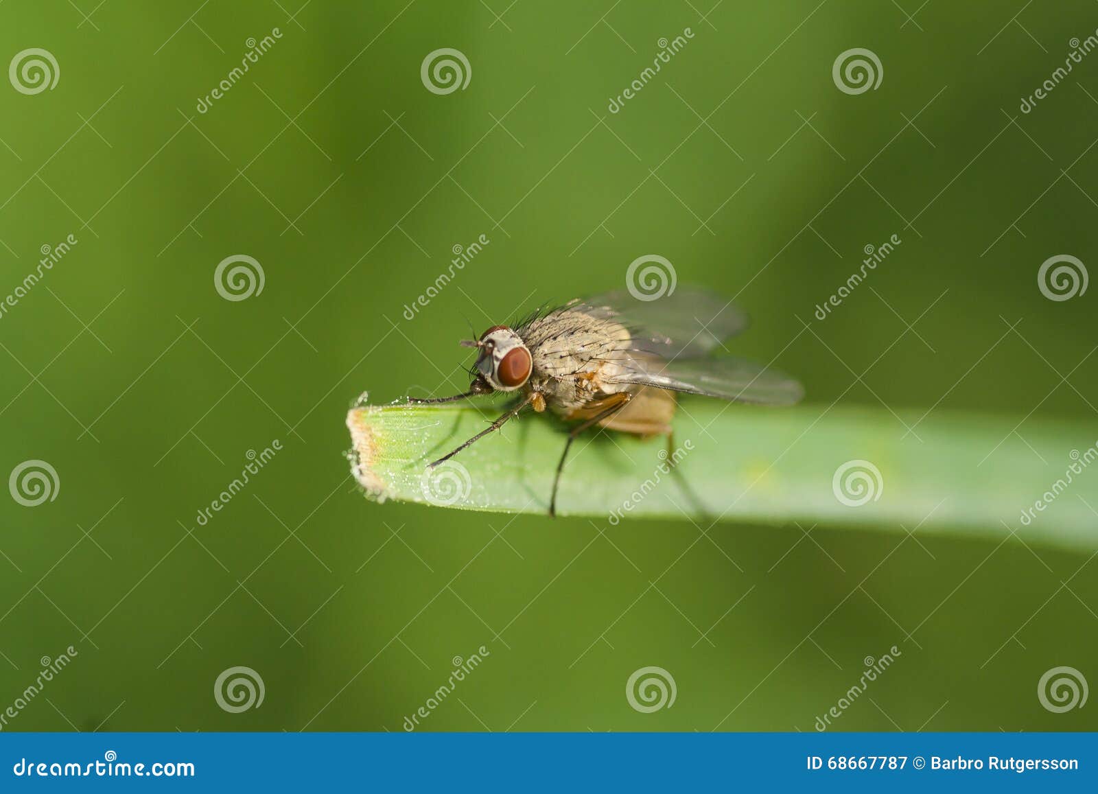 Brown fly stock image. Image of nature, insects, animals - 68667787