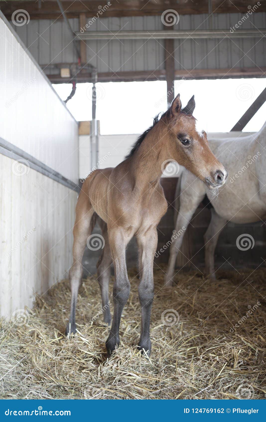 baby born horse stable