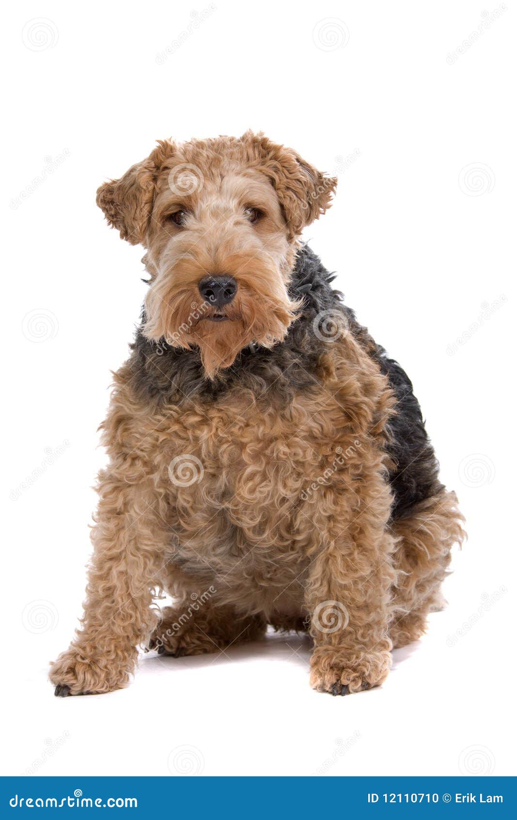 Brown Fox Terrier dog stock photo. Image of sitting