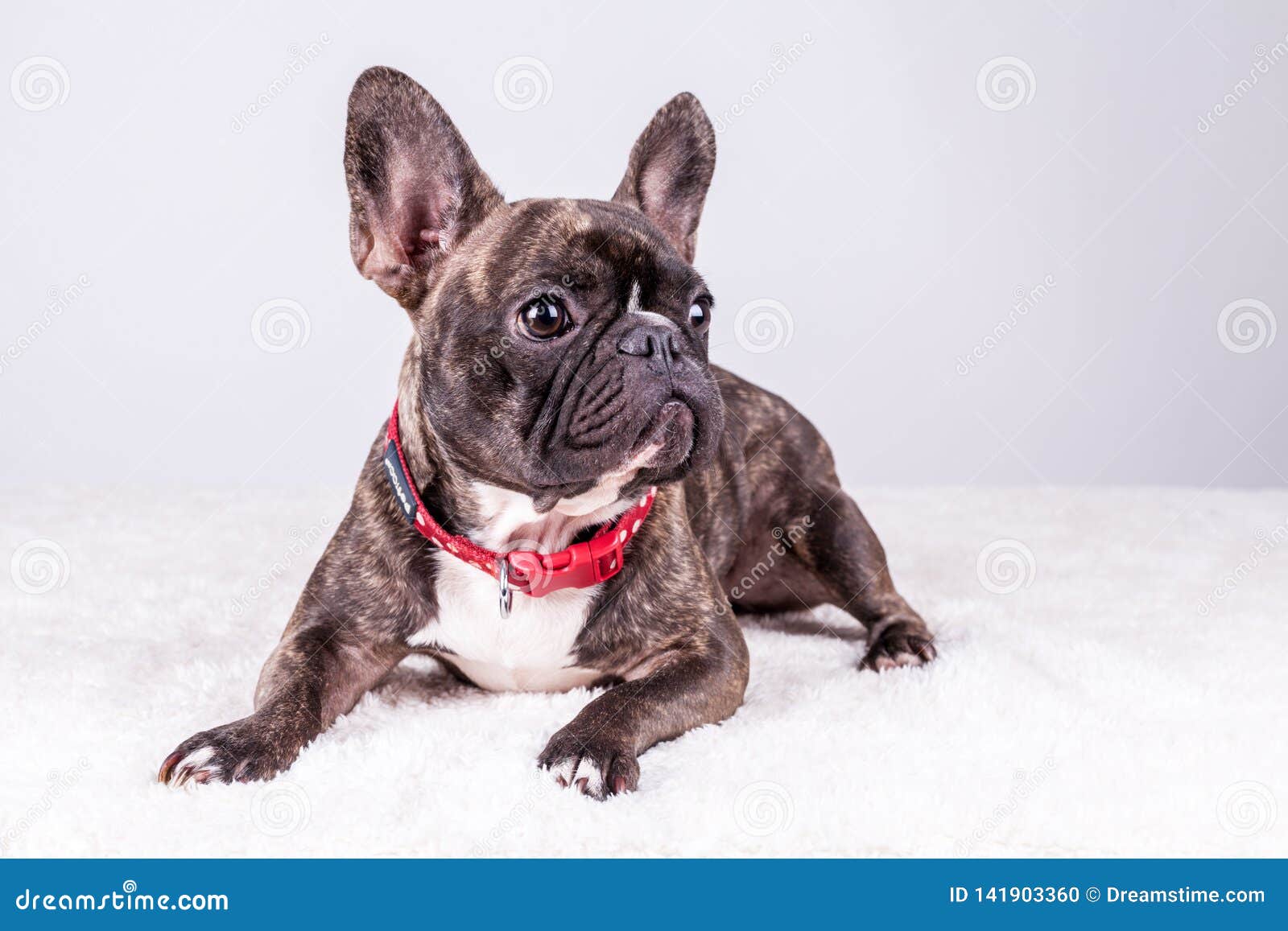 Brown French Bulldog in Lying Position Looking Right Stock Photo ...