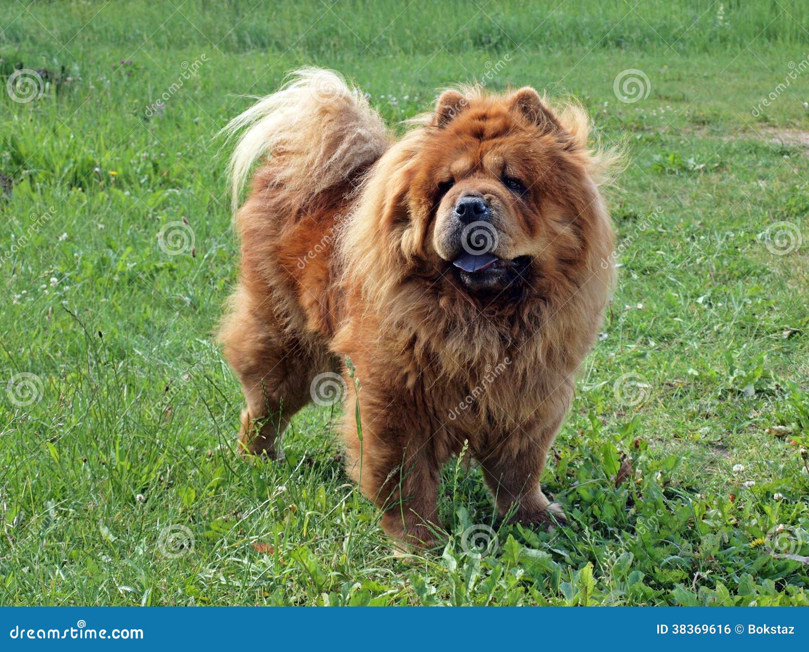 Brown Friendly Chow-chow Photo - alert, grooming: 38369616