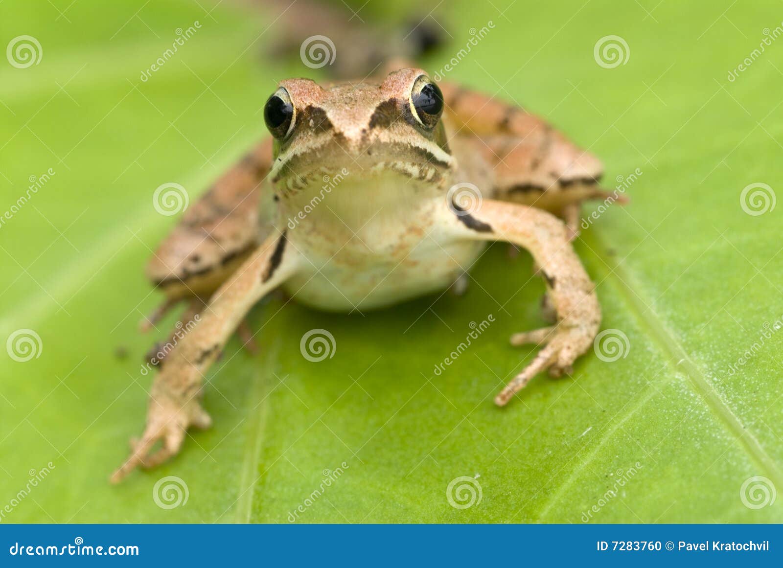 Brown frog stock photo. Image of green, summer, frog, fauna 7283760