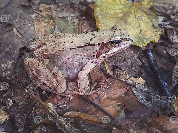 A Brown Frog with an Interesting Skin Texture Sits on a Leaf Stock