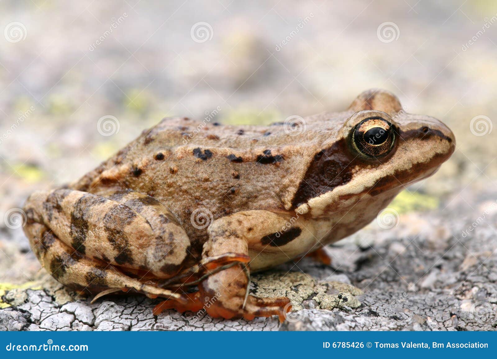 brown frog rana temporaria