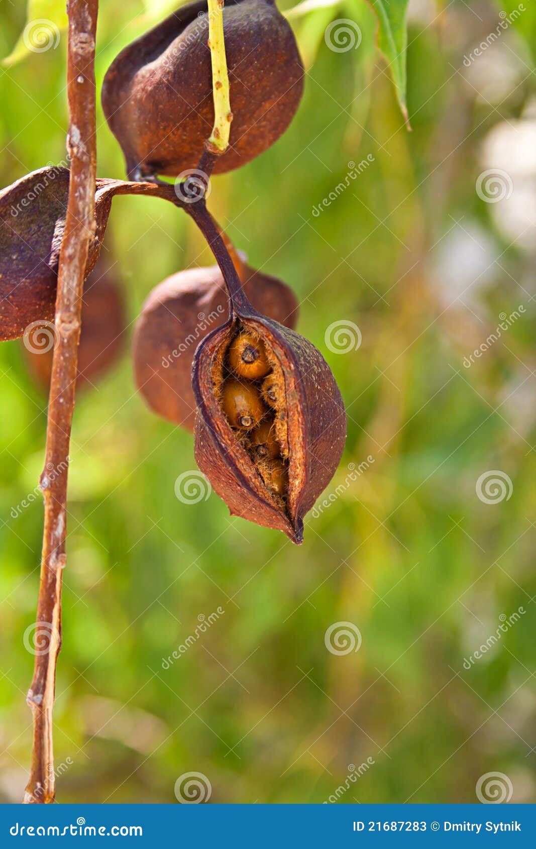 Brown fruit with seeds stock image. Image of patterned 21687283