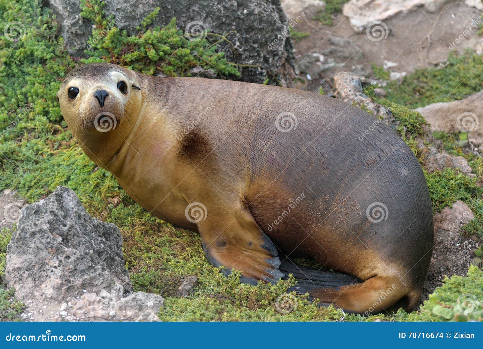Brown fur seal stock photo. Image of sand, sitting, ocean 70716674