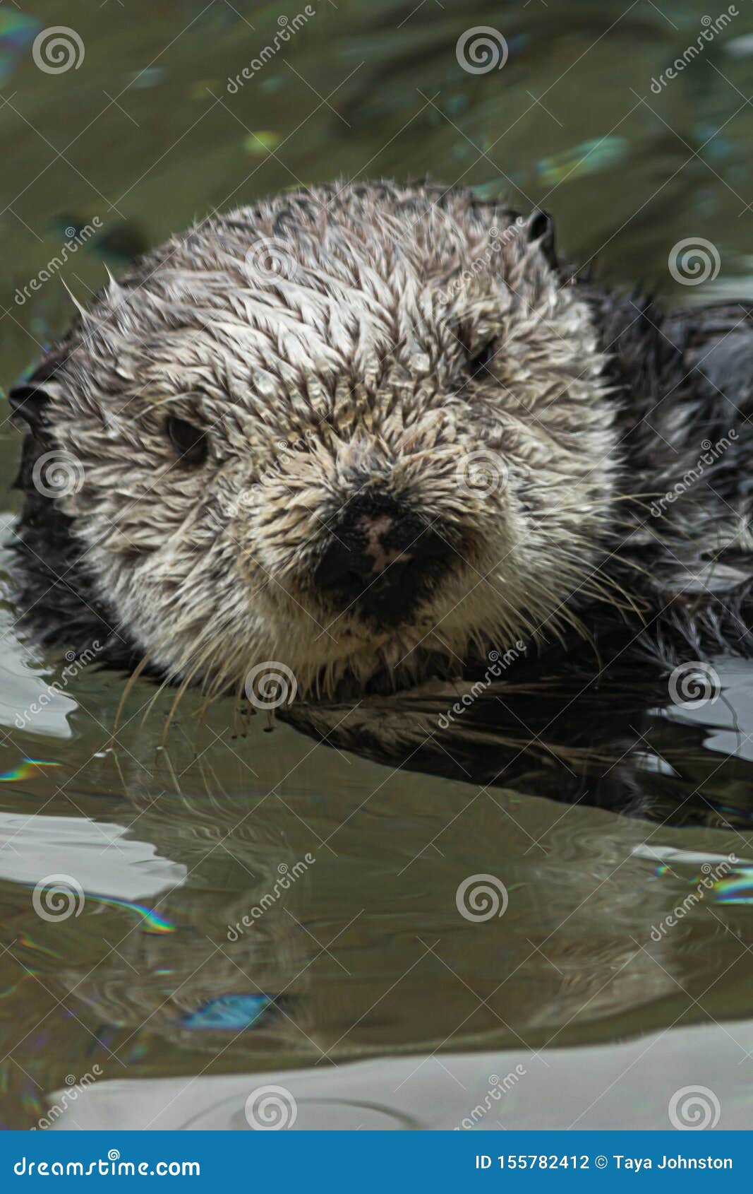 Close Up of a Wet Furry Sea Otter Floating in Water and Looking at the  Camera Stock Photo - Image of animal, animals: 155782412