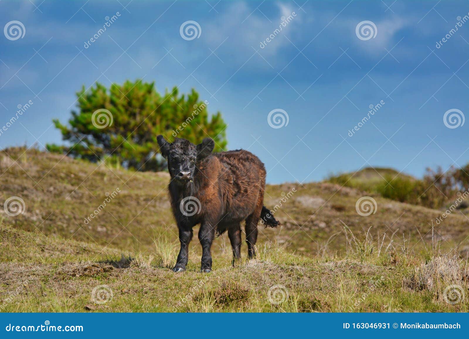 brown galloway cattle standing in national park de muy in the netherlands on island texel