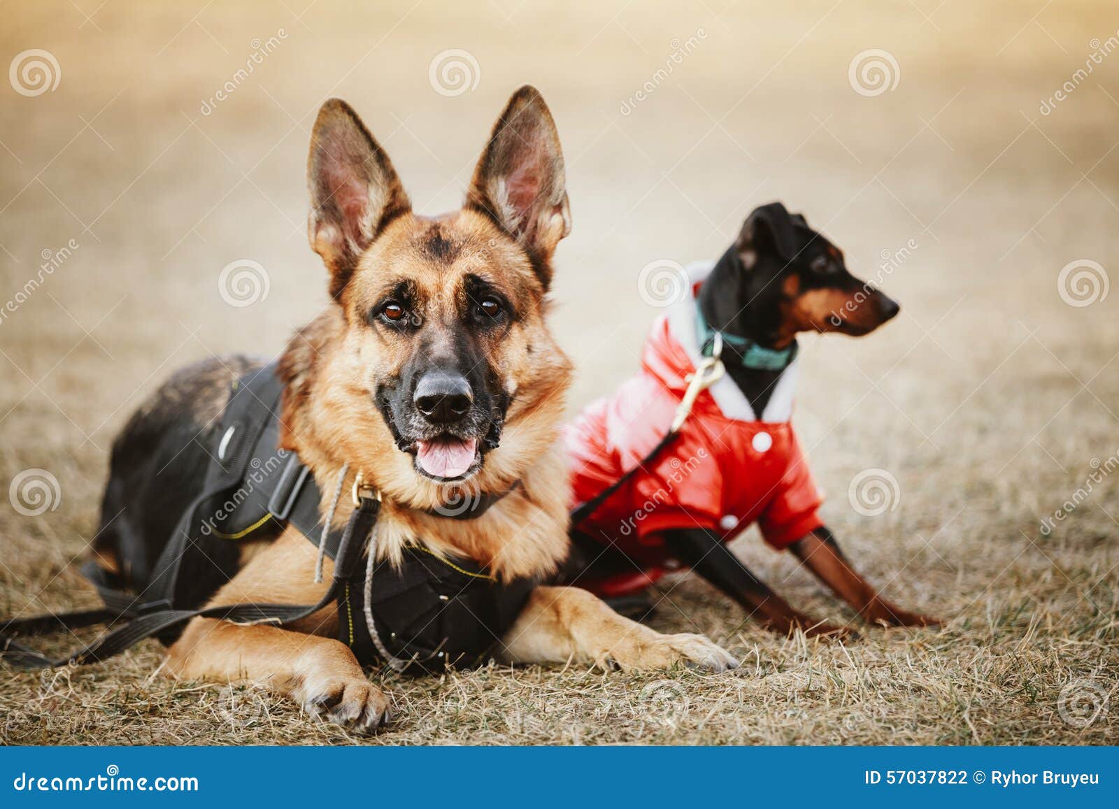 Brown German Sheepdog and Black Miniature Pinscher Stock Photo - Image ...