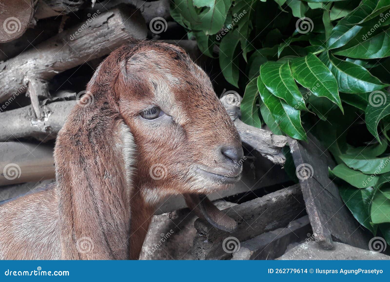 A Brown Goat in a Bamboo Cage Stock Photo Image of nature, face