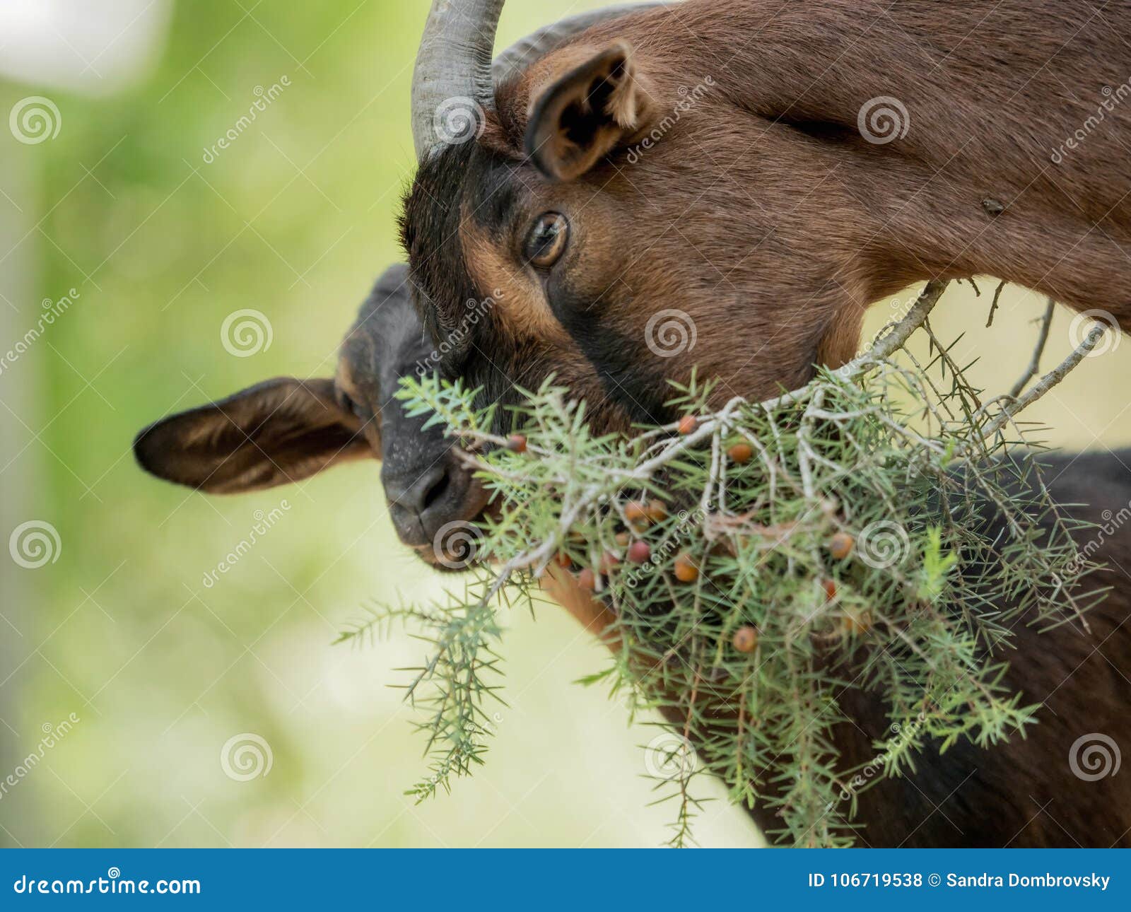 A Brown Goat is Eating Leaves from a Branch Stock Photo Image of