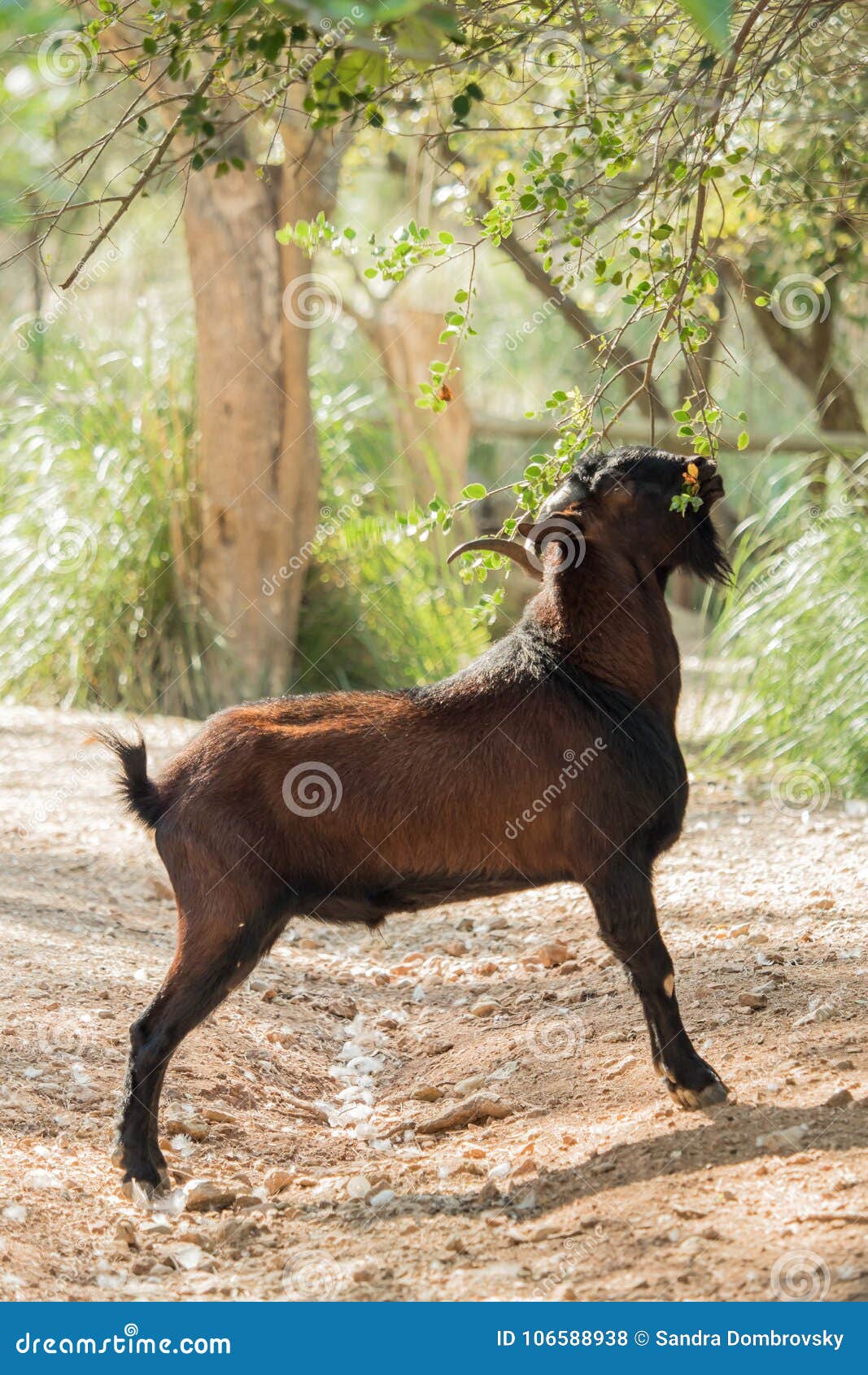 A Brown Goat is Eating Leaves from a Tree Stock Photo Image of