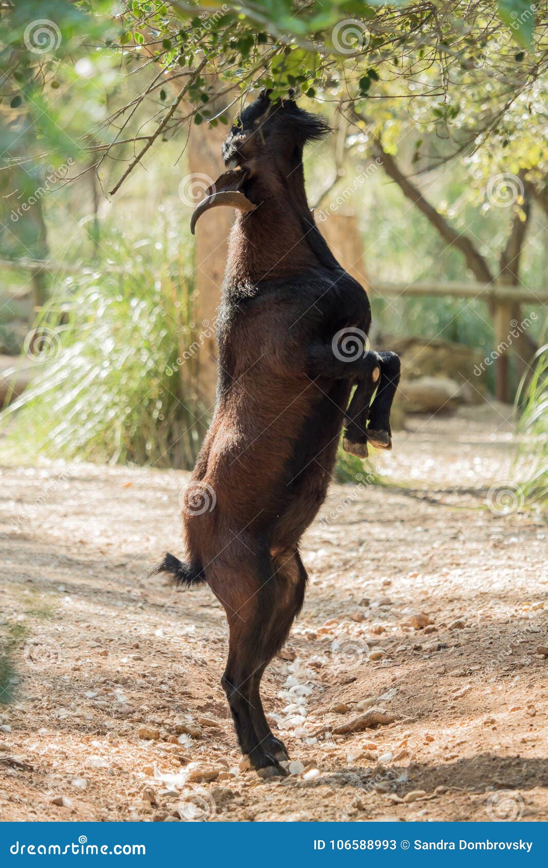 A Brown Goat is Eating Leaves from a Tree Stock Image Image of mammal