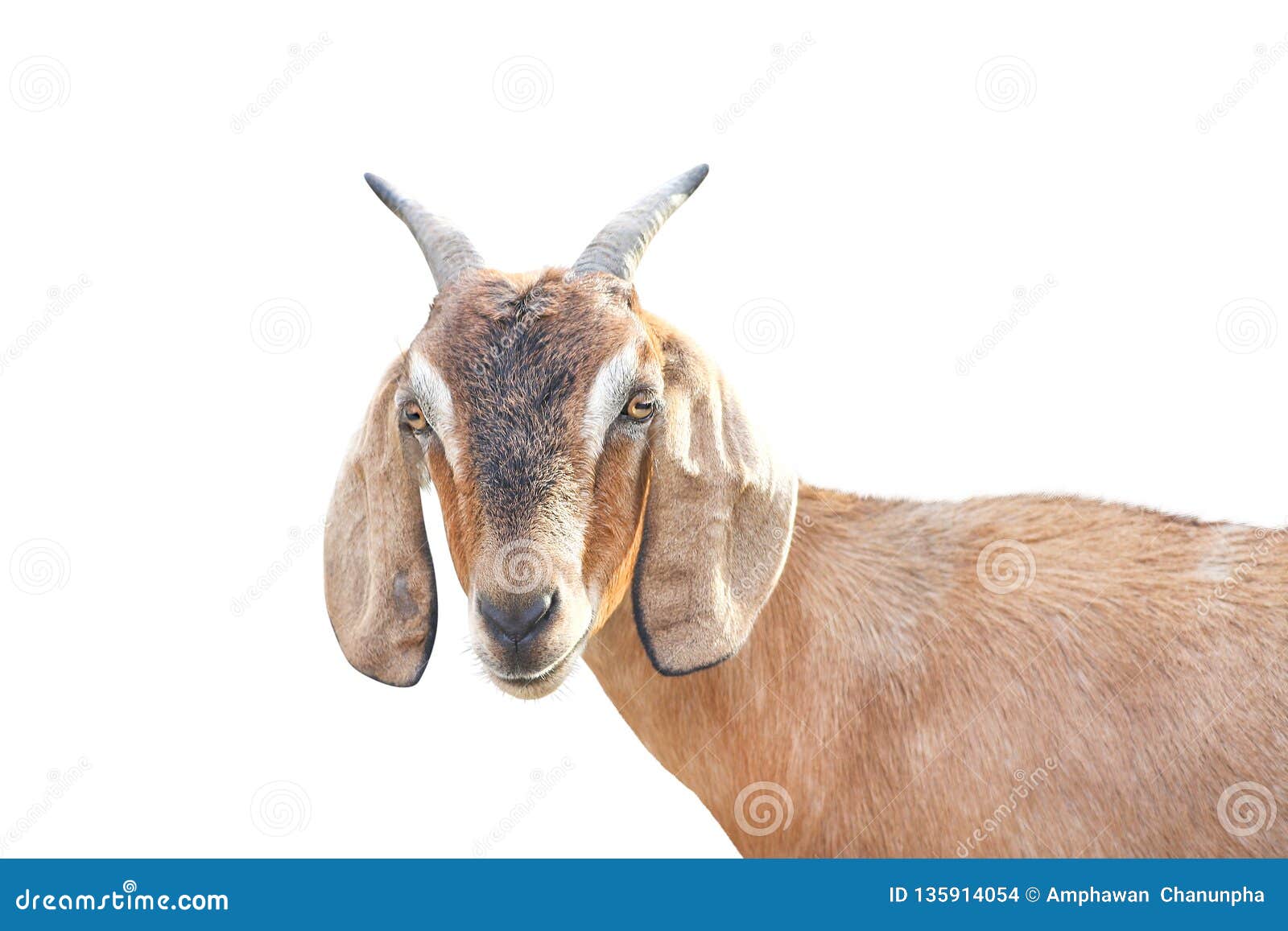 brown goat head standing and looking at camera  on white background ,apra aegagrus hircus relaxed time