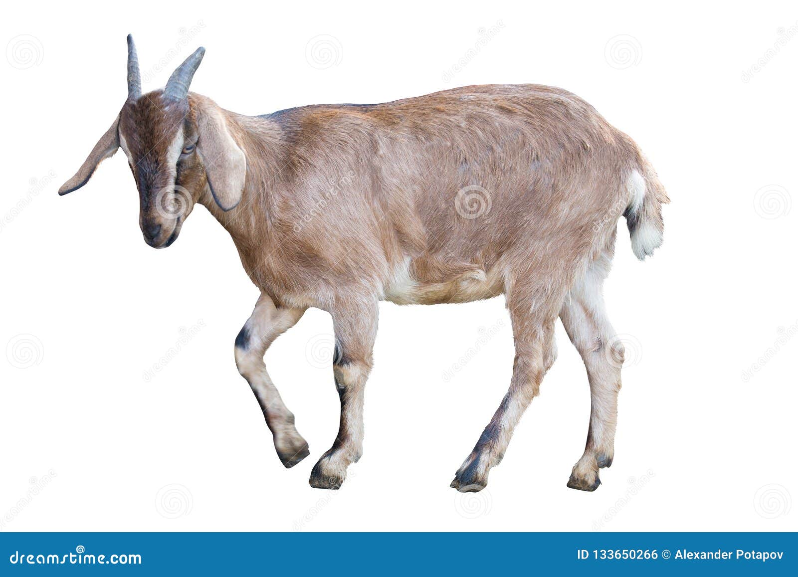 Brown Goat On Sky Background RoyaltyFree Stock Photography
