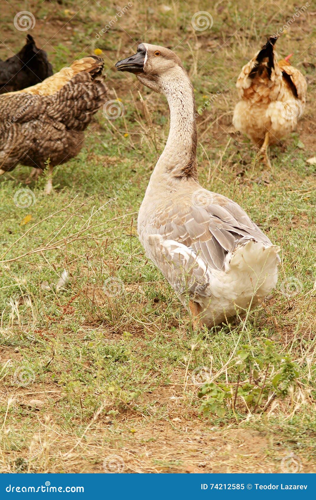 Brown goose in the field stock image. Image of rural 74212585
