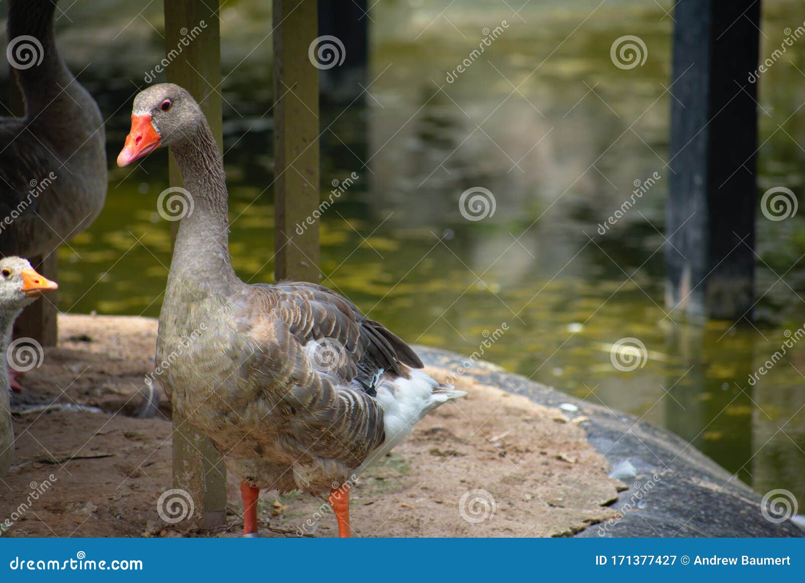 brown goose walking near a pond in barranco miraflores lima peru