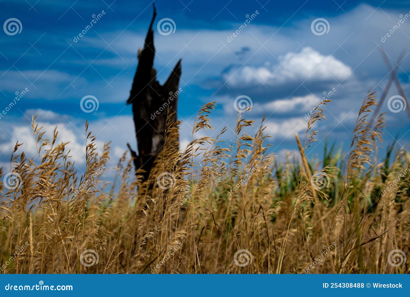 Brown Grass in the Field Getting Blown by the Wind Stock Photo Image