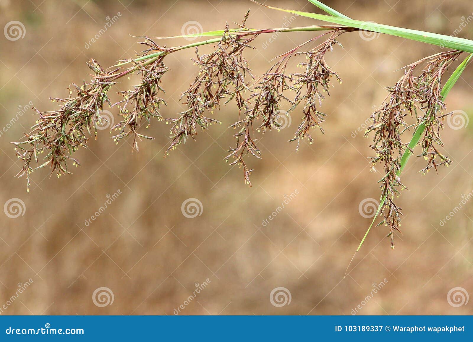 290,357 Grass Wallpaper Stock Photos - Free & Royalty-Free Stock Photos  from Dreamstime