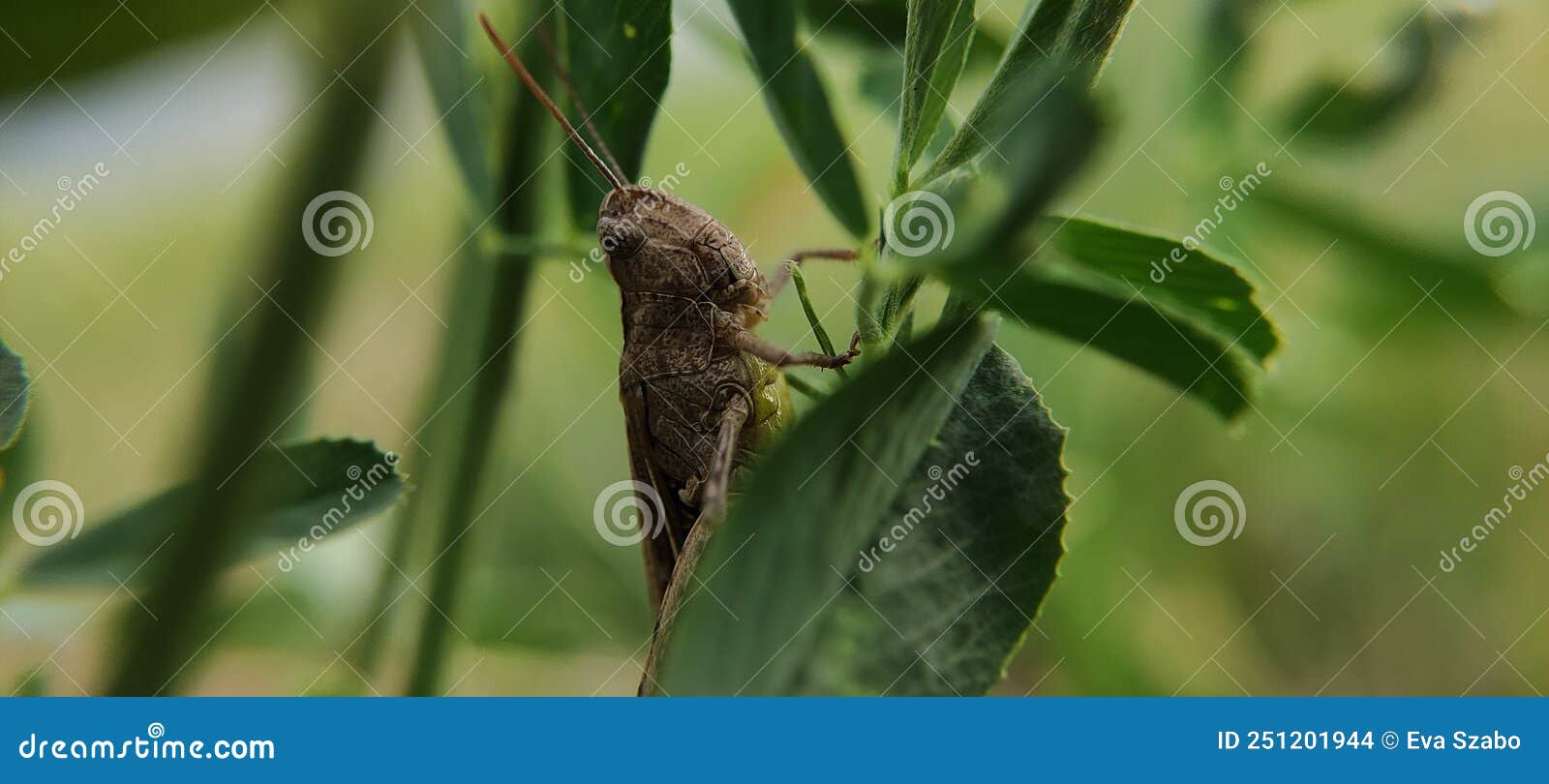 Brown on a Lucerne Stock Photo Image of moth, animal