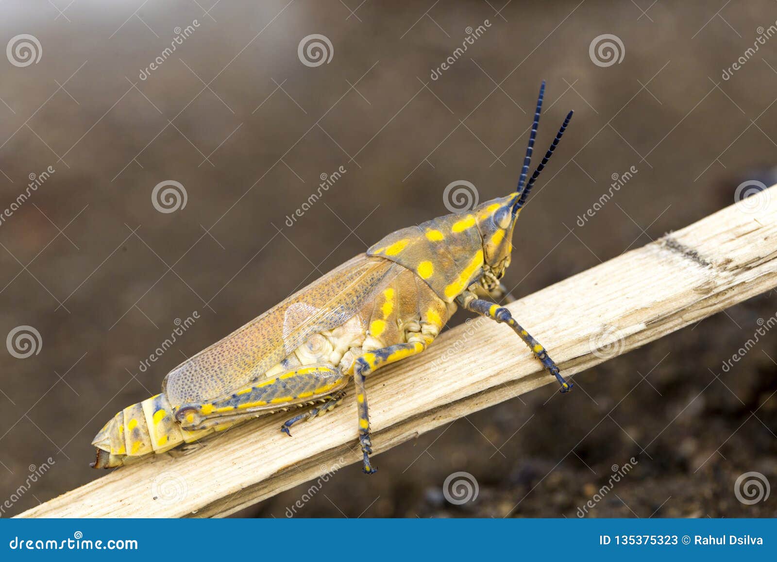 brown grasshopper in nature, migratory bird locust or brown spotted locust cyrtacanthacris tatarica - image
