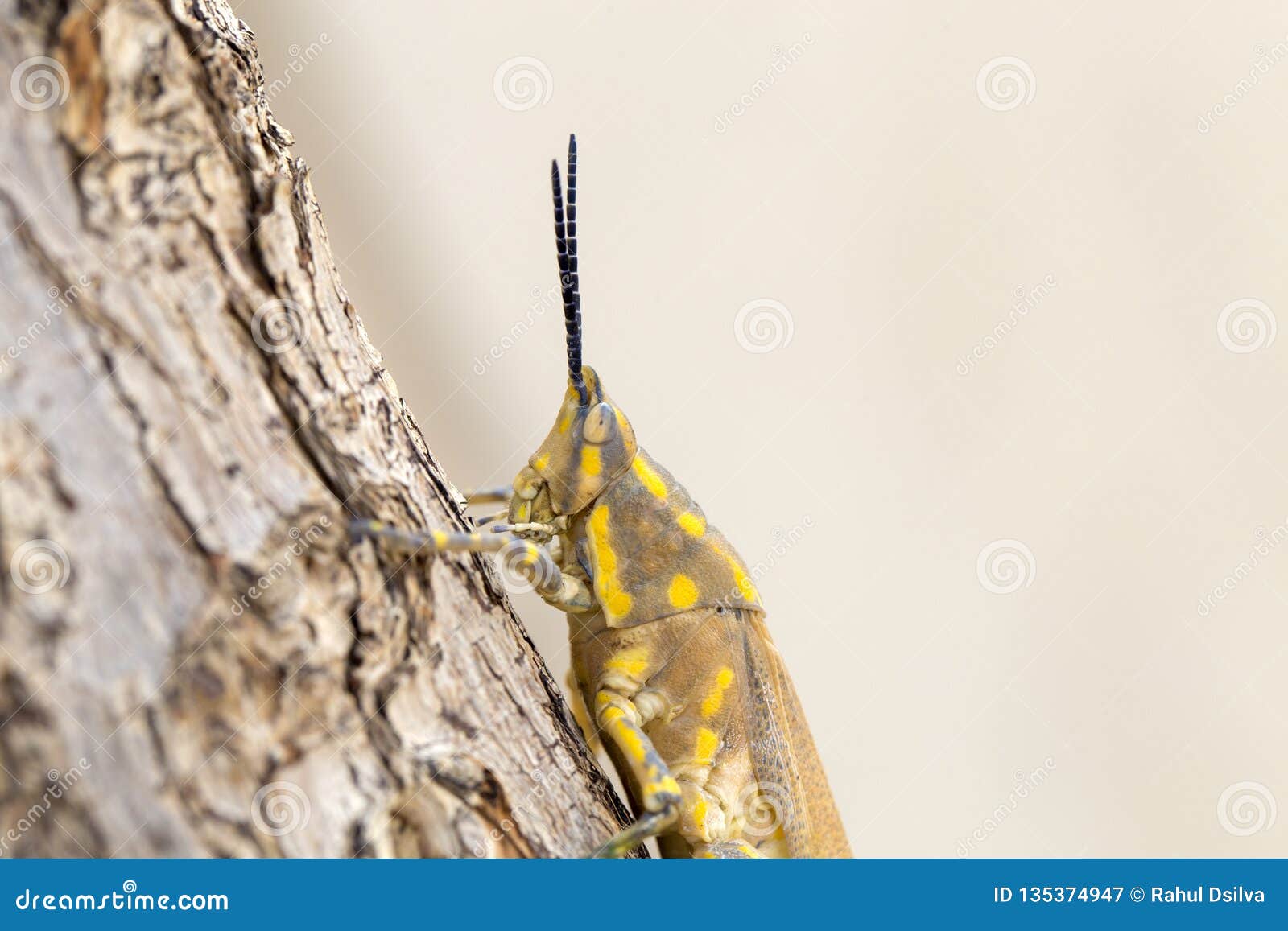 brown grasshopper in nature, migratory bird locust or brown spotted locust cyrtacanthacris tatarica - image