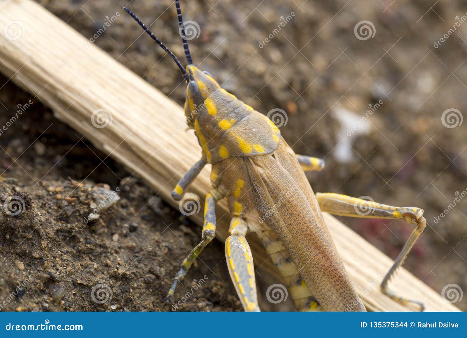 brown grasshopper in nature, migratory bird locust or brown spotted locust cyrtacanthacris tatarica - image