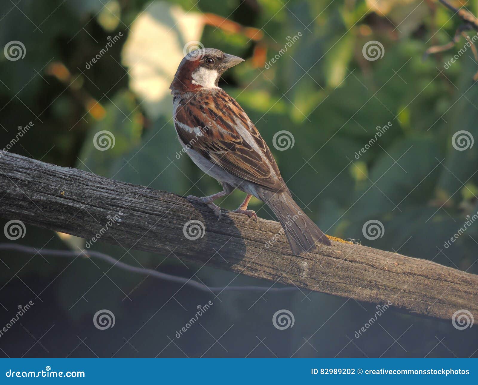 Brown and Gray Bird on Gray Wood Stock Photo Image of animal, sparrow