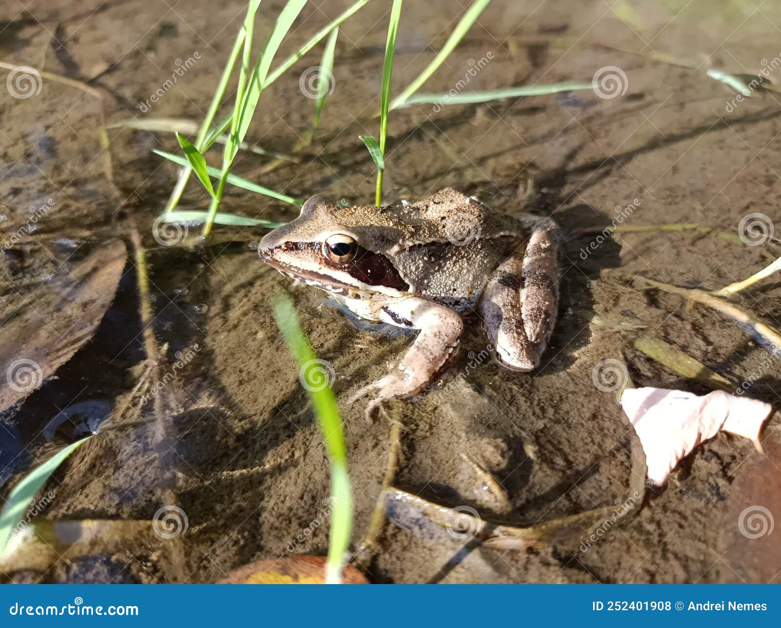 A frog by the river stock photo. Image of invertebrate 252401908