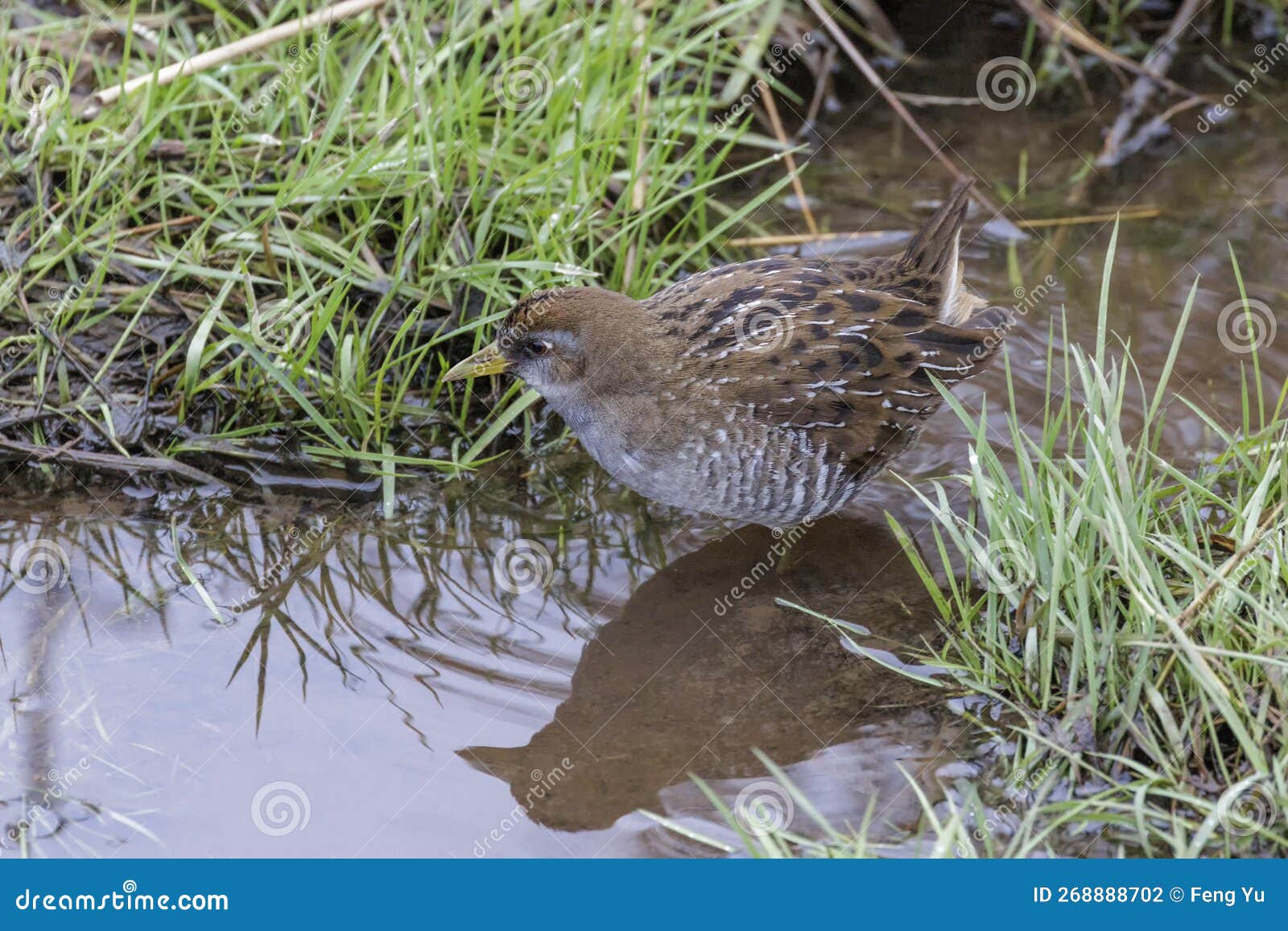 brown-and-gray marsh bird sora