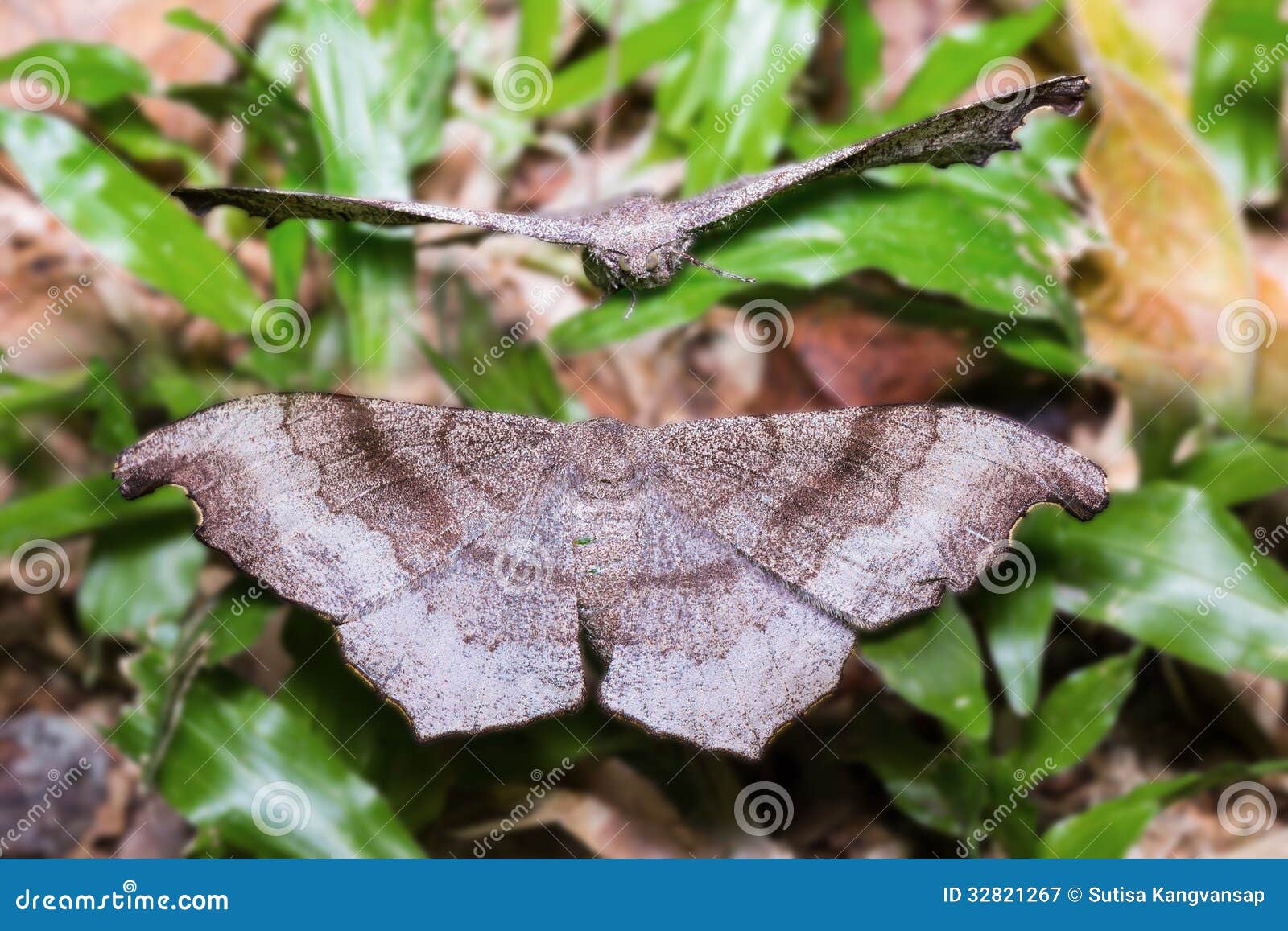 Brown and grey moth stock image. Image of wildlife, close 32821267