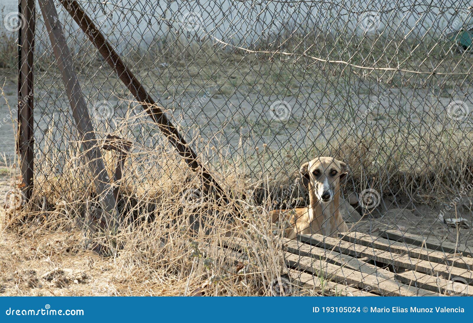 greyhound cage