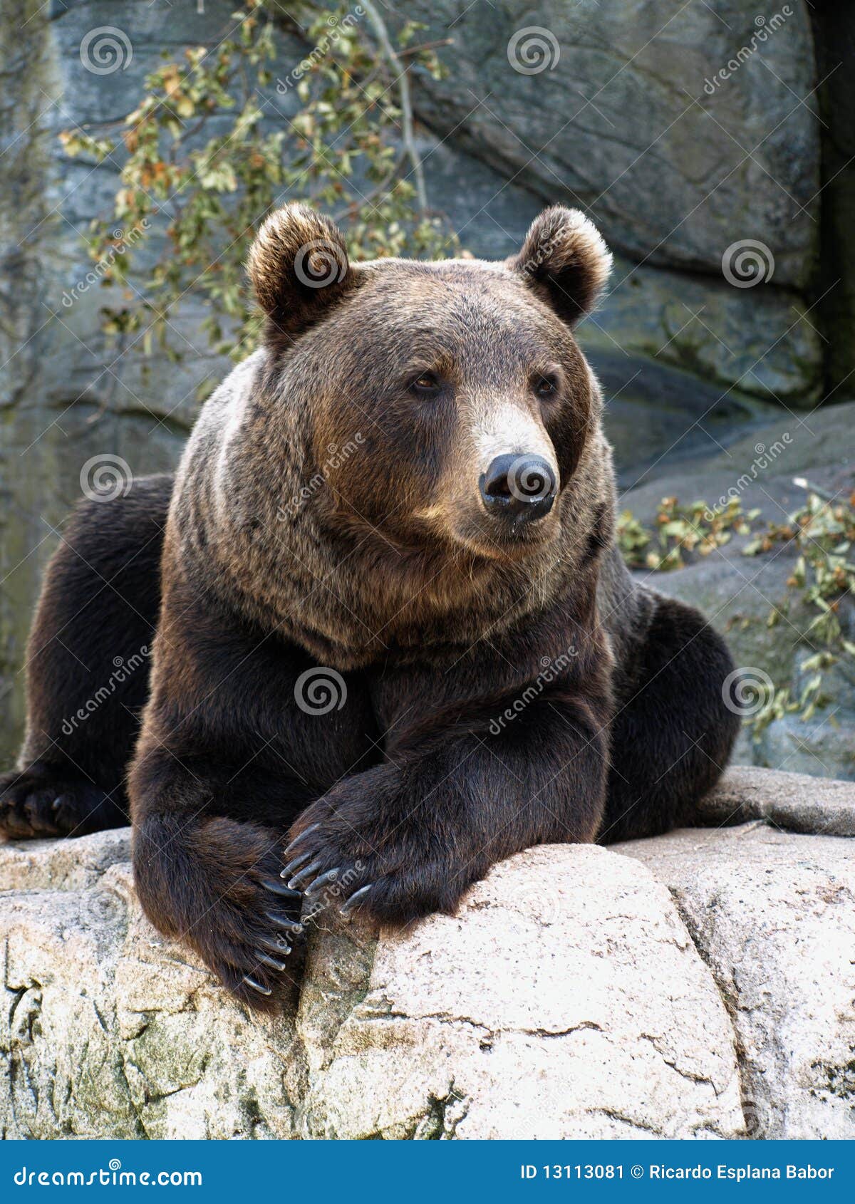 Brown grizzly bear stock image. Image of huge, grizzly - 13113081