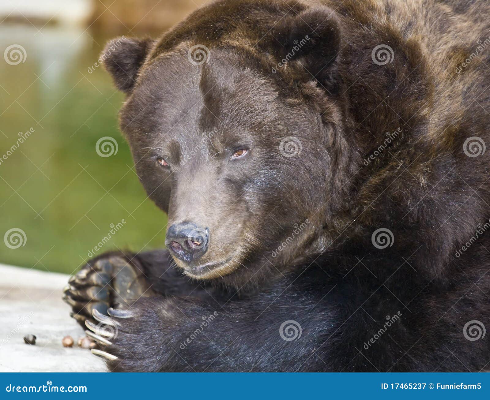 Brown grizzly bear stock image. Image of animal, green - 17465237